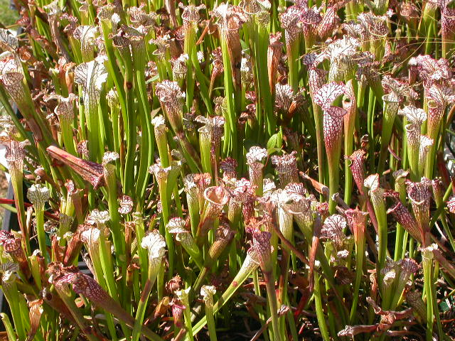 Cooks Carnivorous Plants